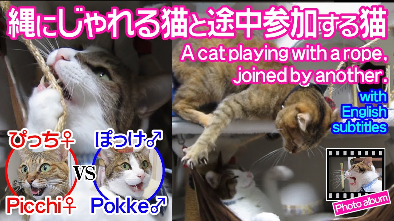 縄にじゃれる猫と途中参加する猫　～ぴっち♀＆ぽっけ♂～　A cat playing with a rope, joined by another.～Picchi♀＆Pokke～2015.12.11.