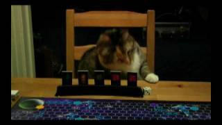 Поиграть в Star Trek с кошкой