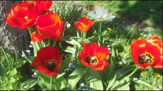 Jackie Evancho - What A Wonderful World - Instrumental Cover