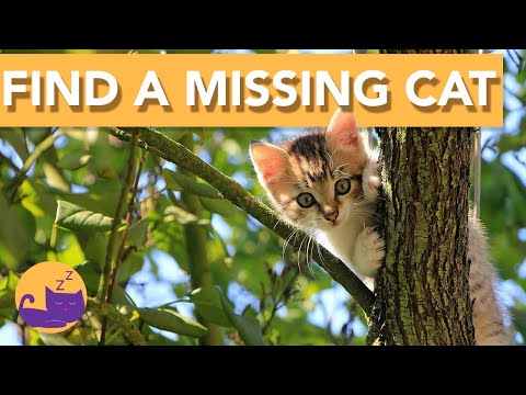 ⚠️ How to Find a Missing Cat | What To Do! ⚠️