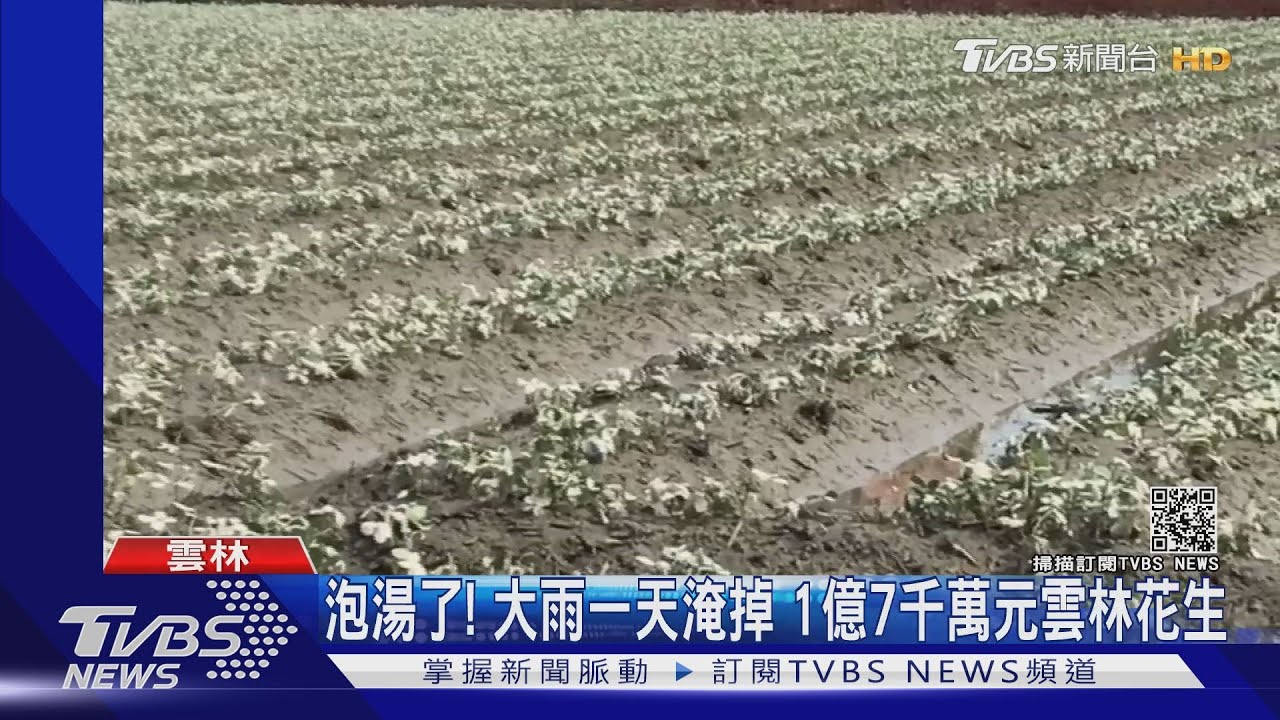 泡湯了!大雨一天淹掉 1億7千萬元雲林花生