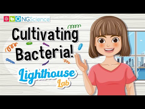 Lighthouse Lab – Cultivating Bacteria!