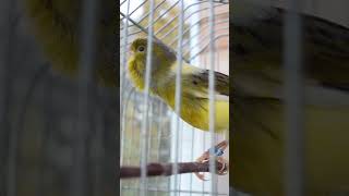 Download lagu Variegated Timbrado Original Short 2 #canarybird #canary #canaricultura #birdslover #timbrado mp3