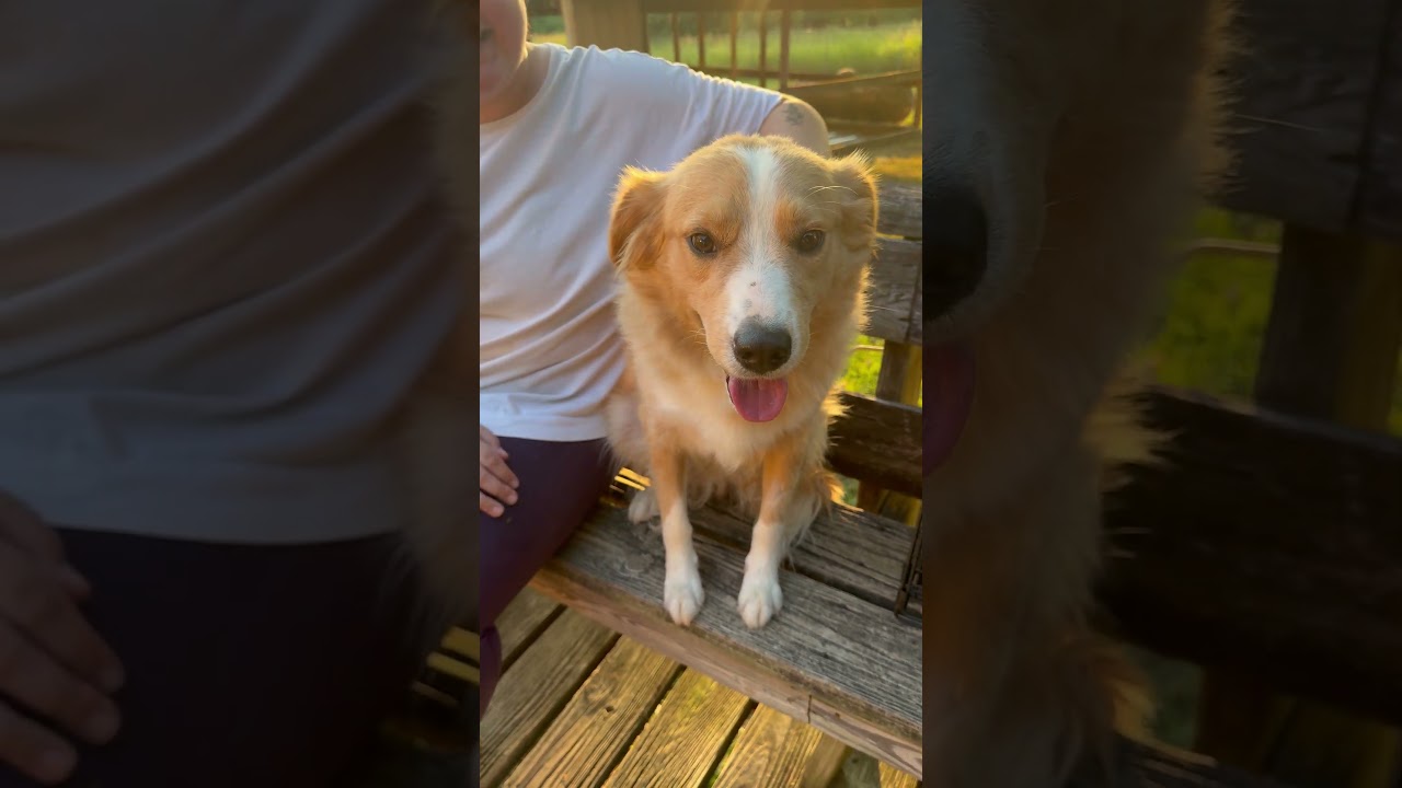 Enlarge Tanner, a Adoptable mixed breed in Franklin, TN video 6/6
