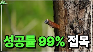 성공률 99% 접목 알려드립니다. ㅣ드릴접 ㅣ 쉬운 접목
