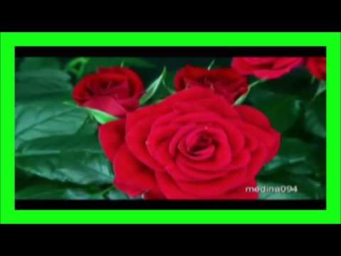 download lagu mp3 mp4 Carta A Mi Madre, download lagu Carta A Mi Madre gratis, unduh video klip Download Carta A Mi Madre Mp3 dan Mp4 Music Gratis