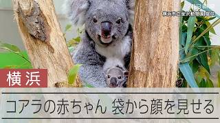 赤ちゃんコアラ母の袋から顔ひょっこり　横浜の動物園で「出袋」確認