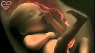 Life in the womb (9 months in 4 minutes) HD - Presented to You from PSNX