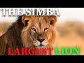 MEET SIMBA THE LARGEST LION IN THE WORLD EVER RECORDED