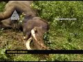 Wayanad S Favourite Wild Elephant Maniyan Dies