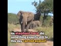 THE AMAZING STORY OF THE ELEPHANT WHISPERER