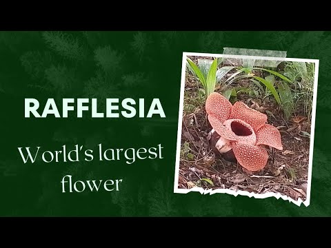 Biggest flower in the world: Rafflesia #sabah #kundasang
