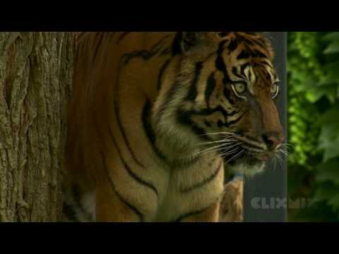 Knowledge mix: Why is the tiger threatened with extinction?