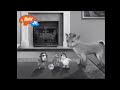 Wonder Pets Save The Vixen UK Please Don T Block This