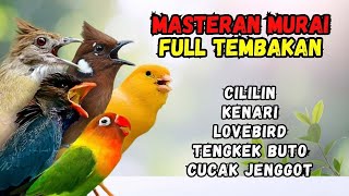 Download lagu Masteran Tembakan Kenari, Lovebird, Cililin, Cucak Jenggot dan Tengkek Buto mp3
