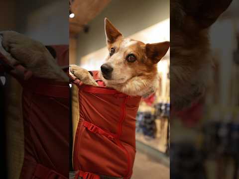 How to fit, adjust, and use the Hitch Hiker Dog Backpack Carrier 🎒