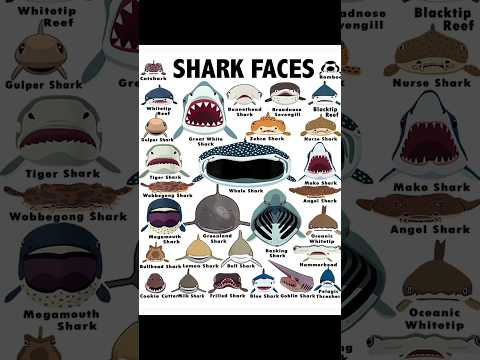 ホホジロザメの歯 #ショーツ