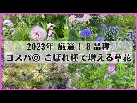  2023 年の初めから美しい庭を楽しむために、秋に種を蒔くか植える春の多年草の花です。  庭園