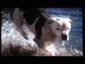 Homeward Bound The Incredible Journey 1993 Trailer Flv