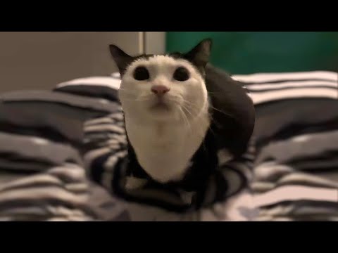 Aw Aw Aw Aw Cat Meme Original / Aw aw aw aw aw Cat Original