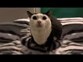 Aw Aw Aw Aw Cat Meme Original Aw Aw Aw Aw Aw Cat Original
