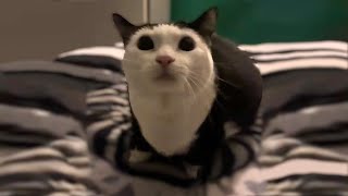 Download lagu Aw Aw Aw Aw Cat Meme Original / Aw aw aw aw aw Cat Original mp3