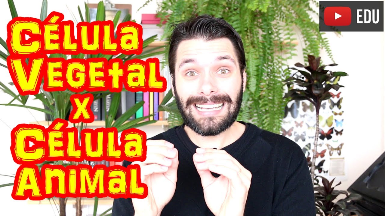 Célula Vegetal x Célula Animal - Principais Diferenças