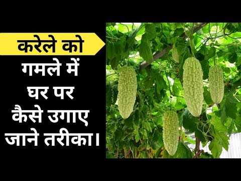 download lagu mp3 mp4 Download Bitter Melon Farm Mp3, download lagu Download Bitter Melon Farm Mp3 gratis, unduh video klip Download Bitter Melon Farm Mp3