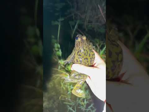 Playing hide, and seek with a giant alligator! #everglades#youtubeshorts#alligator#wildlife#viral