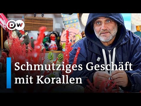 Steigende Korallenpreise sorgen für Umweltzerstörung und illegalen Handel | DW Reporter