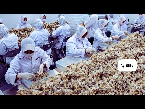 How Most Expensive Bird Nests Is Harvest   Edible Birds Nests Farming Technique   Swiftlet Farm