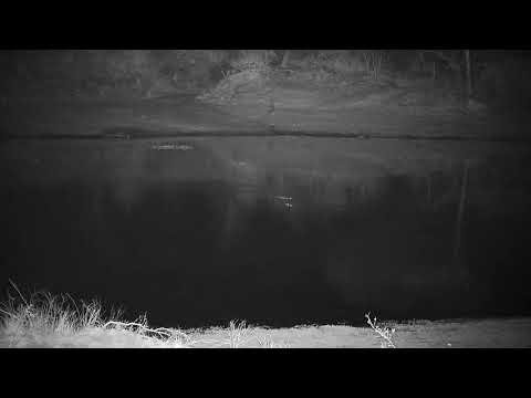 Djuma: Duiker drinking on other side of dam and Grey Heron - 04:38 - 09/25/21