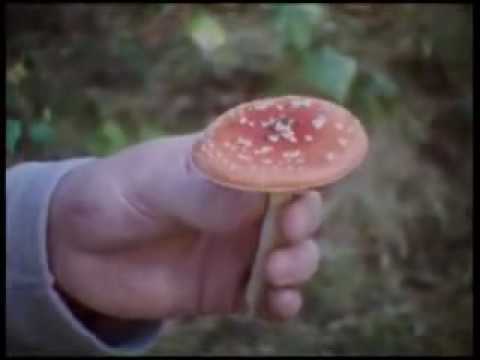 Keyza Soze ft Justus - Land der Träume