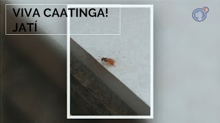 Miniatura do vídeo