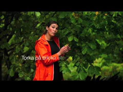 Hasselnötter -odla hasselnötter i trädgården i en nötlund