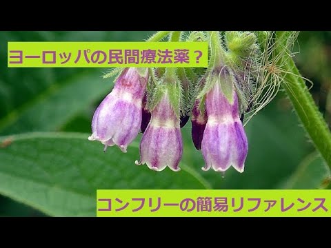 コンフリー、コンフリー 植物