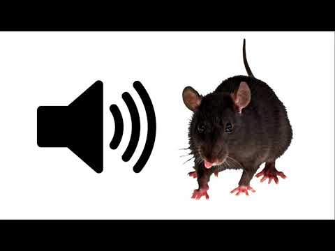 Rat - Sound Effect | ProSounds