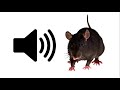Rat Sound Effect ProSounds