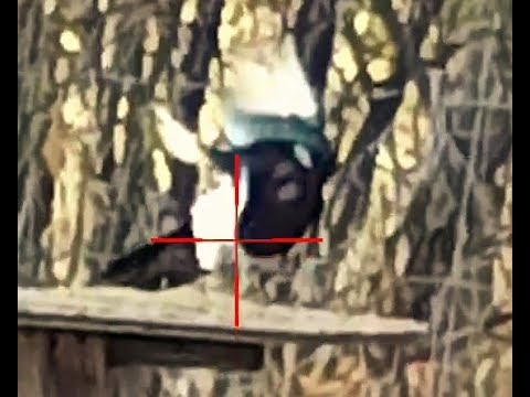 ATN X-Sight 3-14x Buck Hunter Review