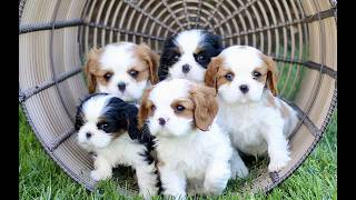 Video preview image #1 Cavalier King Charles Spaniel Puppy For Sale in CHRISTIANA, PA, USA
