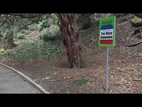 Ялта Крым Массандровский парк 2019 год дерево имени ЛЭСИ УКРАИНКИ