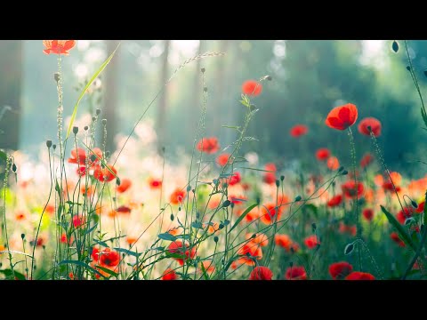 10 Hours of Relaxing Music - Sleep Music, Piano Music for Stress Relief, Sleeping Music (Riley)