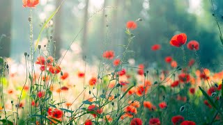 10 Hours of Relaxing Music - Sleep Music, Piano Music for Stress Relief, Sleeping Music (Riley)