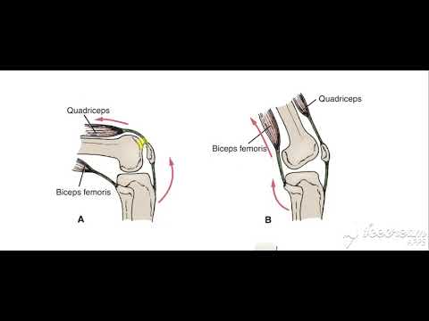 Agonist Antagonist 2