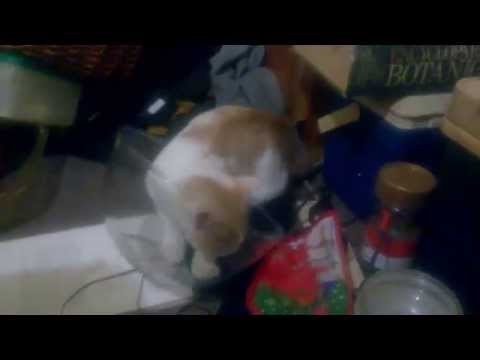 tiger scratching glass bowl