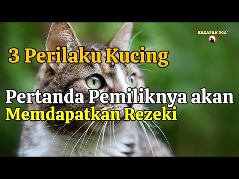 3 Cat Behaviors Signs the Owner Will Get a Big Fortune