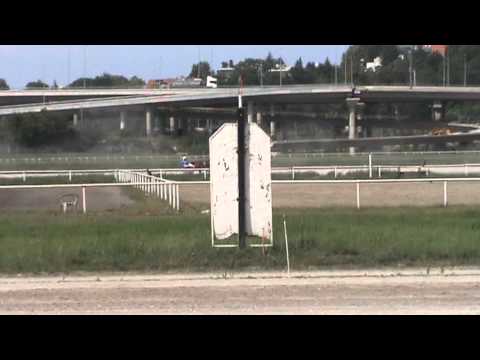 Београд 7 Јул 2013 - домаћа грла од две године