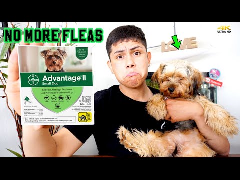 How to Get Rid of Fleas | Bayer Advantage ll Flea Treatment