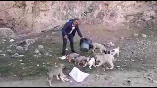 HAYVANSEVER İŞÇİ TAKDİR TOPLUYOR