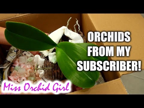 My subscriber sends me her Orchid collection!